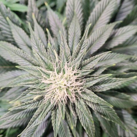 Northern Lights growlog timeline photo