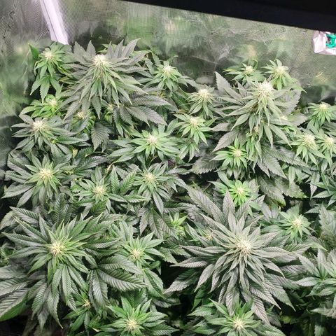 Northern Lights growlog timeline photo