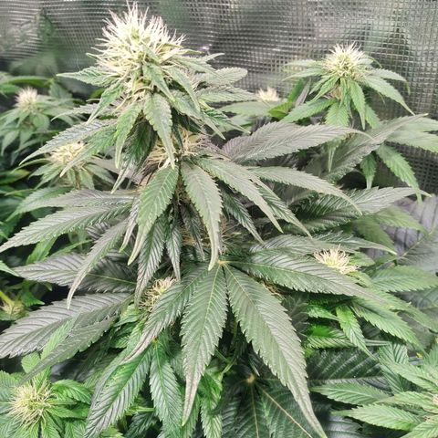 Northern Lights growlog timeline photo