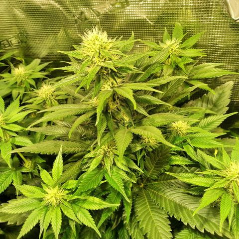 Northern Lights growlog timeline photo