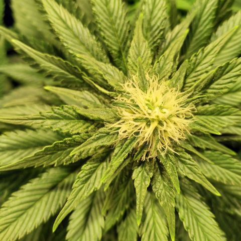 Northern Lights growlog timeline photo