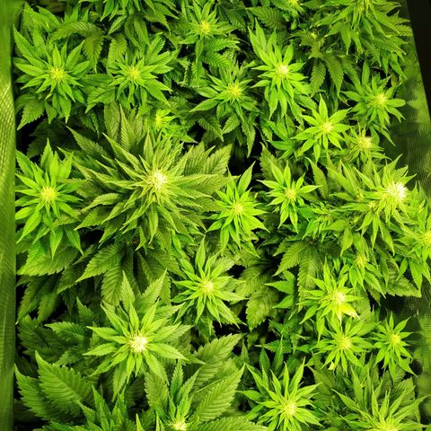 Northern Lights growlog timeline photo
