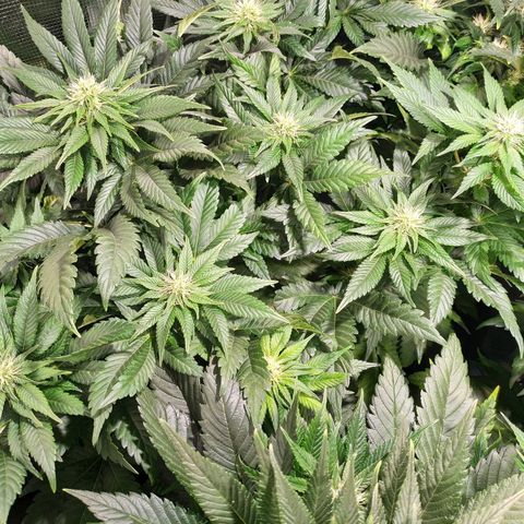 Northern Lights growlog timeline photo