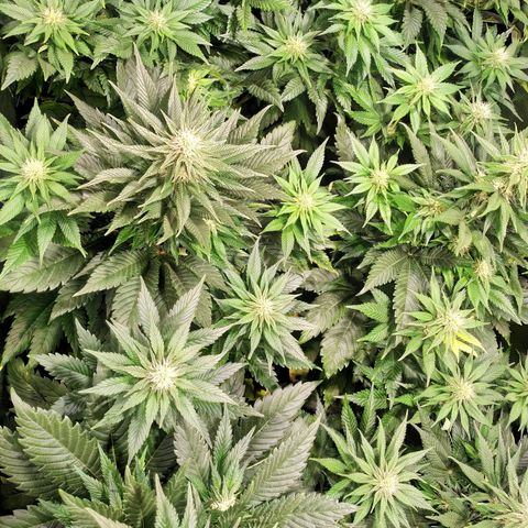 Northern Lights growlog timeline photo