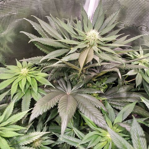 Northern Lights growlog timeline photo