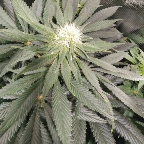 Northern Lights growlog timeline photo