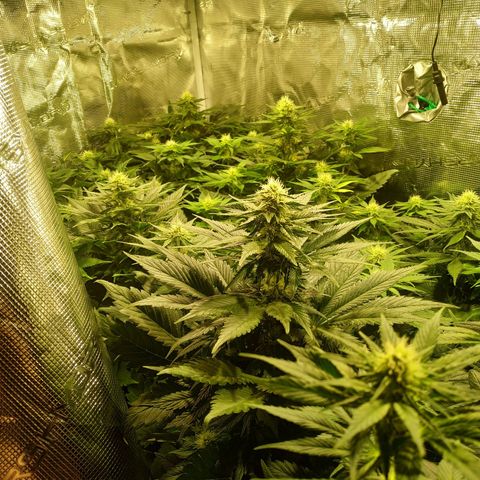 Northern Lights growlog timeline photo