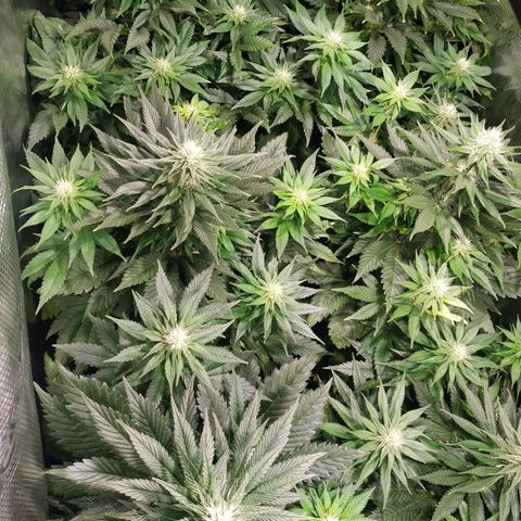 Northern Lights growlog timeline photo