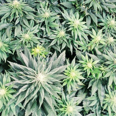Northern Lights growlog timeline photo