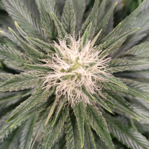 Northern Lights growlog timeline photo