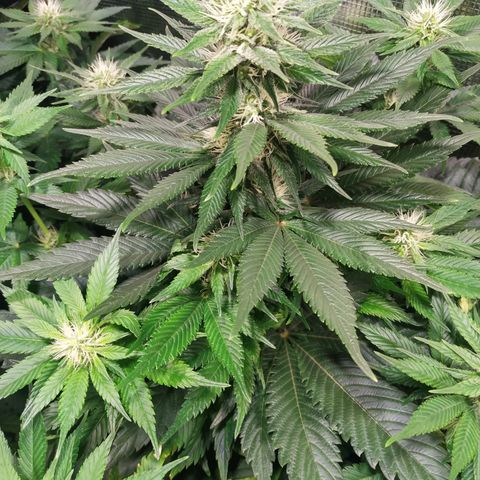 Northern Lights growlog timeline photo