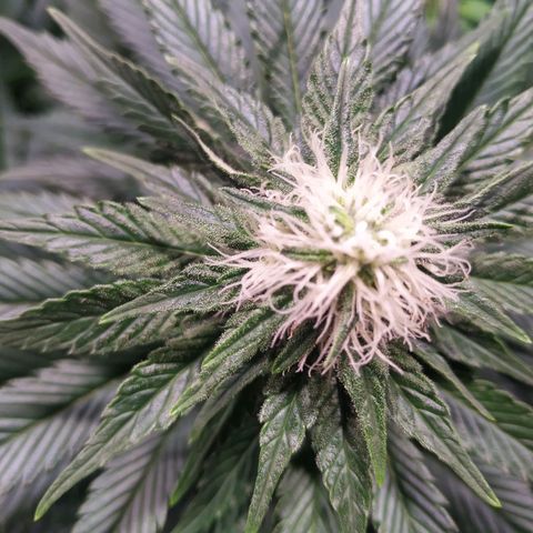 Northern Lights growlog timeline photo