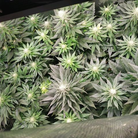 Northern Lights growlog timeline photo
