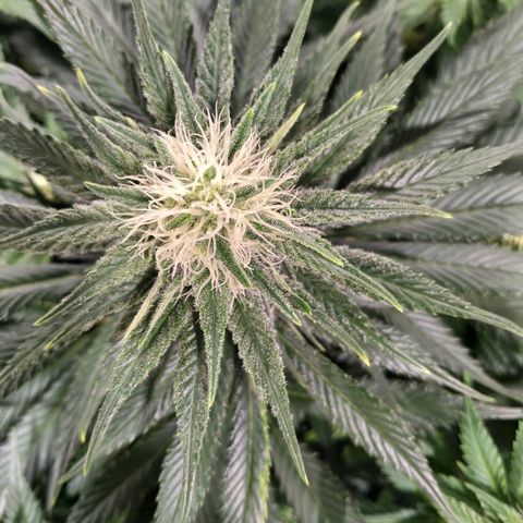 Northern Lights growlog timeline photo