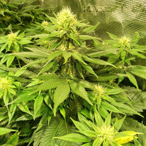 Northern Lights growlog timeline photo
