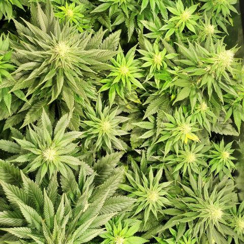 Northern Lights growlog timeline photo