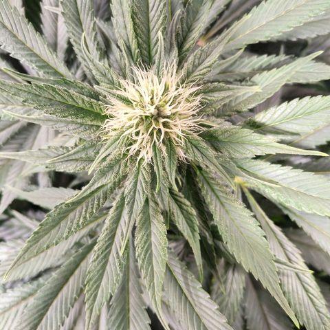Northern Lights growlog timeline photo