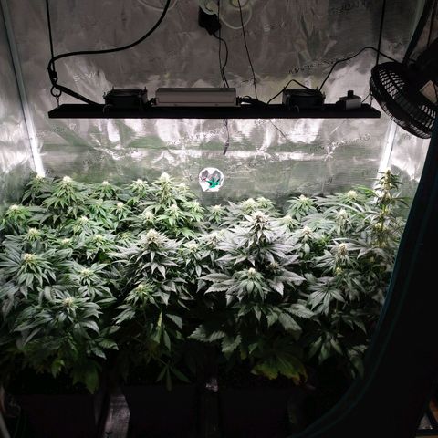 Northern Lights growlog timeline photo