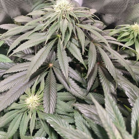 Northern Lights growlog timeline photo