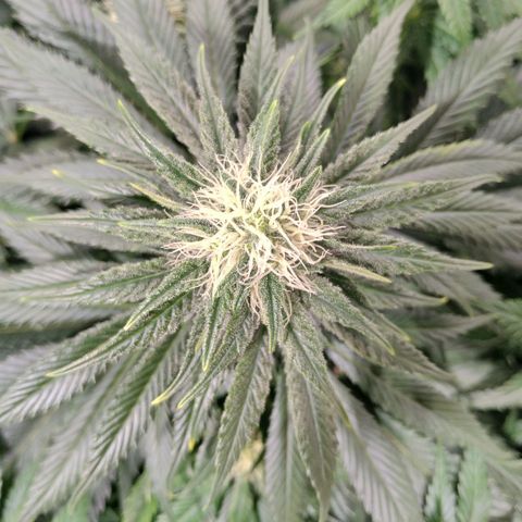 Northern Lights growlog timeline photo