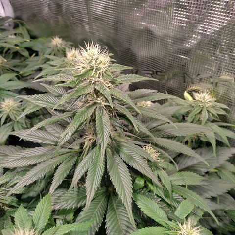 Northern Lights growlog timeline photo