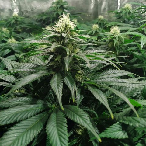 Northern Lights growlog timeline photo