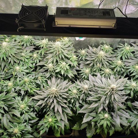 Northern Lights growlog timeline photo