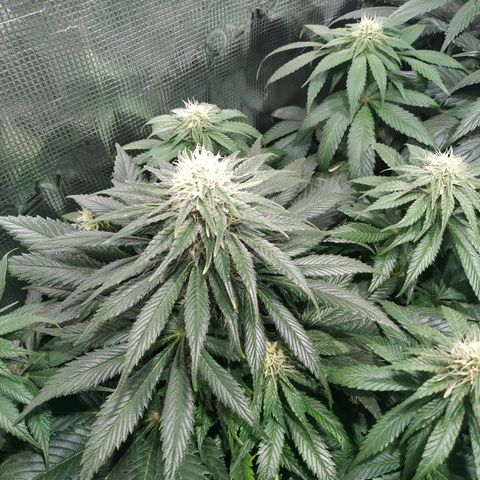 Northern Lights growlog timeline photo