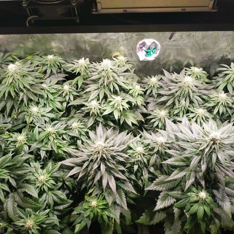 Northern Lights growlog timeline photo