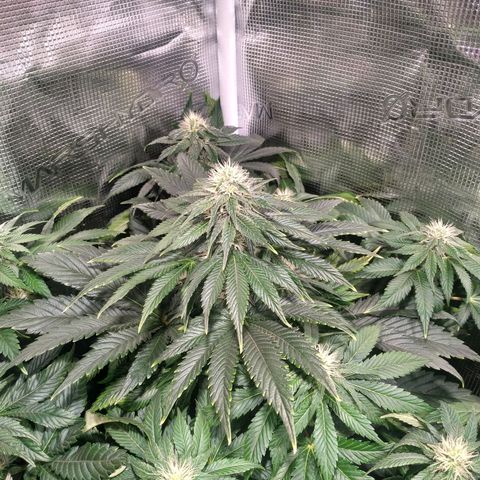 Northern Lights growlog timeline photo