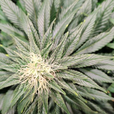 Northern Lights growlog timeline photo