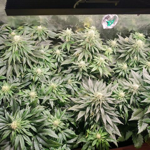 Northern Lights growlog timeline photo