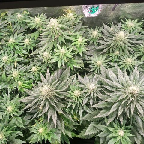 Northern Lights growlog timeline photo