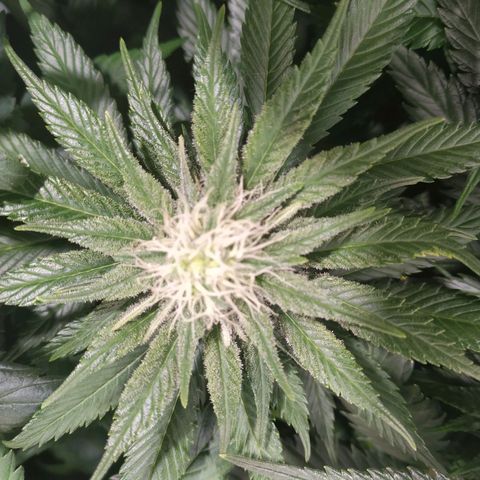 Northern Lights growlog timeline photo