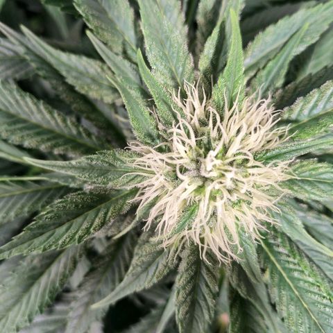 Northern Lights growlog timeline photo
