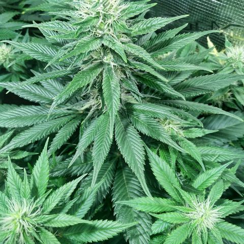 Northern Lights growlog timeline photo