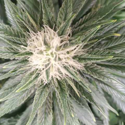 Northern Lights growlog timeline photo
