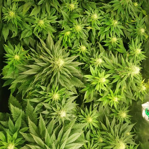 Northern Lights growlog timeline photo