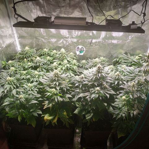 Northern Lights growlog timeline photo