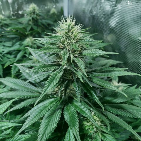 Northern Lights growlog timeline photo