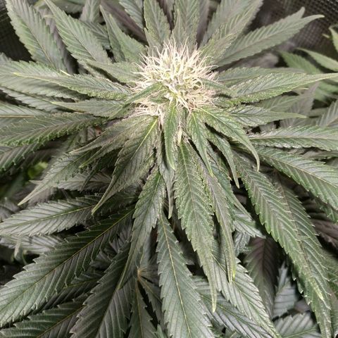 Northern Lights growlog timeline photo