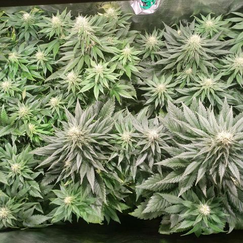 Northern Lights growlog timeline photo