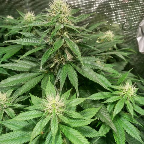 Northern Lights growlog timeline photo
