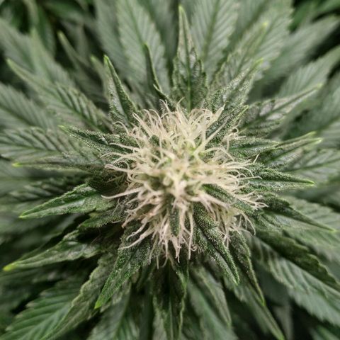 Northern Lights growlog timeline photo