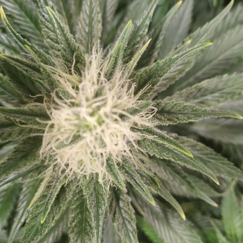 Northern Lights growlog timeline photo