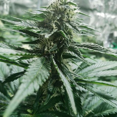 Northern Lights growlog timeline photo