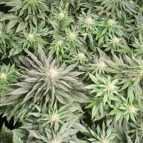 Northern Lights growlog timeline photo