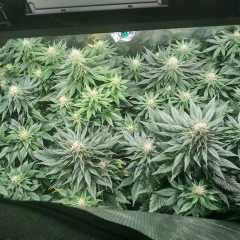 Northern Lights growlog timeline photo