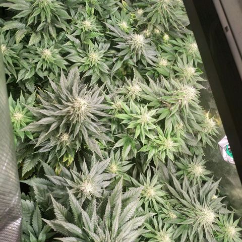 Northern Lights growlog timeline photo