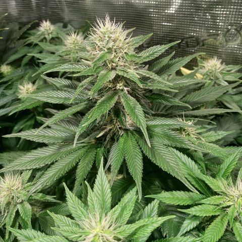 Northern Lights growlog timeline photo